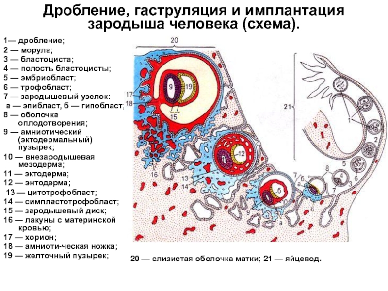 Схема зародыша человека