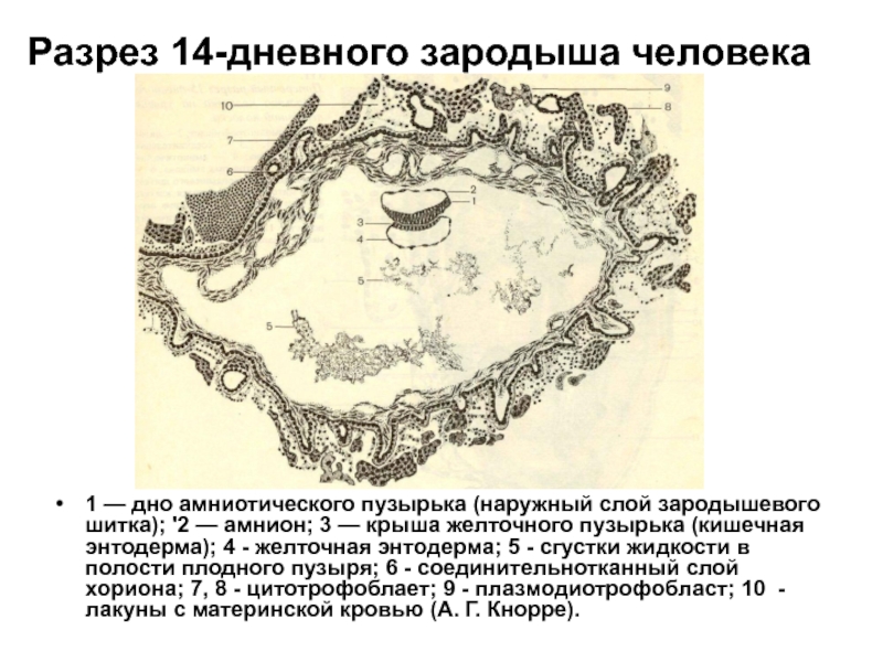 7 дневный зародыш рисунок