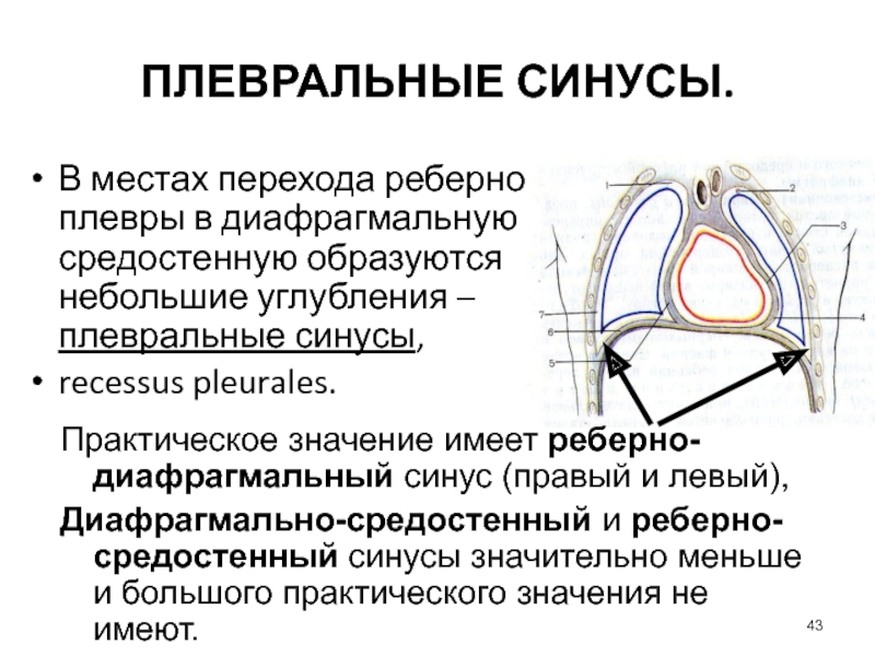 Реберно диафрагмальный синус