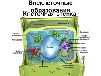 Внеклеточные образования. Клеточная стенка