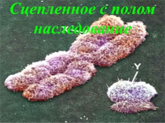 Сцепленное с полом наследование