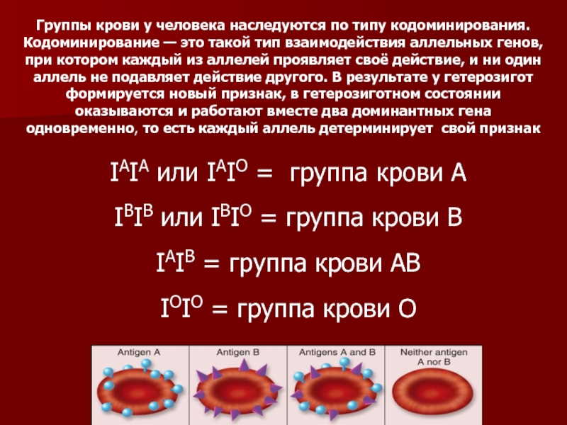 Кодоминирование группы крови