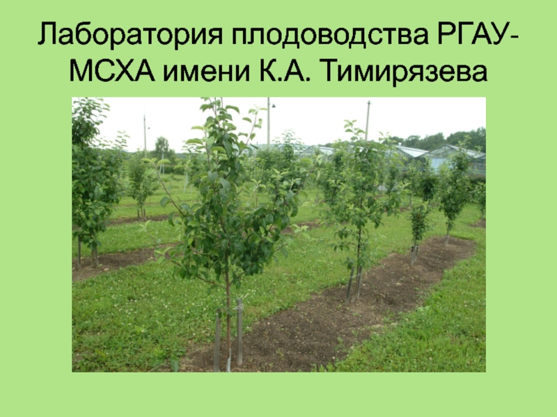 Лаборатория плодоводства РГАУ-МСХА имени К.А. Тимирязева