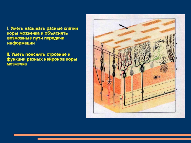 Клетки коры. Клетки коры мозжечка. Корковые клетки. Главные клетки в коре мозжечка. Клетки нейрального происхождения.