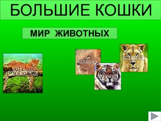 МИР  ЖИВОТНЫХ