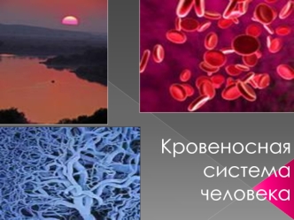 Кровеносная система человека