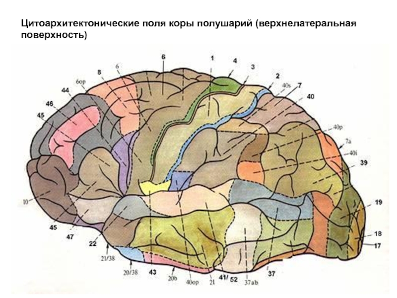 Очаги в коре головного мозга. Поля коры головного мозга по Бродману. Поля Бродмана таблица. Корковые центры коры головного мозга. Поля Бродмана схема.