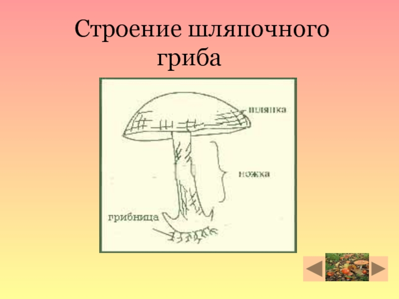 Размножение шляпочных грибов схема