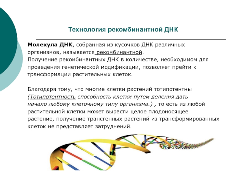 Рекомбинантная днк. Методы и технологии рекомбинантной ДНК.. Основные принципы технологии рекомбинантной ДНК. Технологиярекомбинатных ДНК. Этапы создания рекомбинантной ДНК.