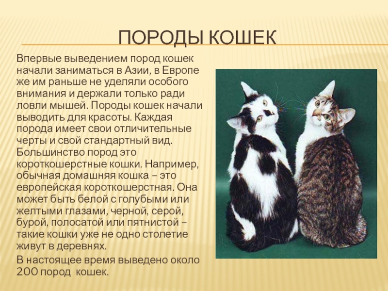 Кошки 1 класс породы презентация