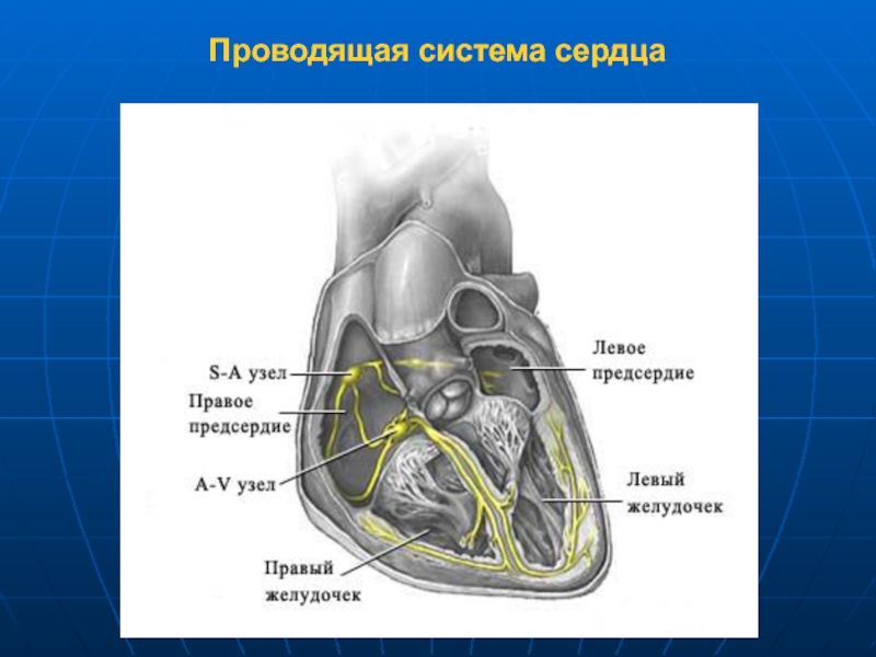 Проводящая система сердца. Проводящая система сердца анимация. Проводящая система сердца гиф. Проводящая система левого предсердия. Проводящая система сердца и аритмия.