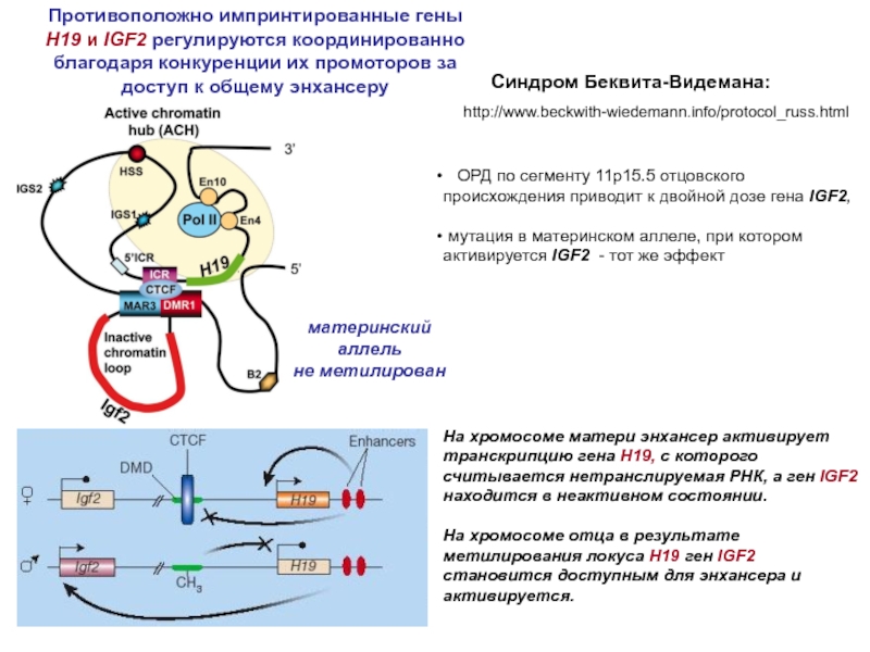 Ген х. Igf2r ген. Импринтированнык импринтированные гены. H-гены. Регуляция IGF.