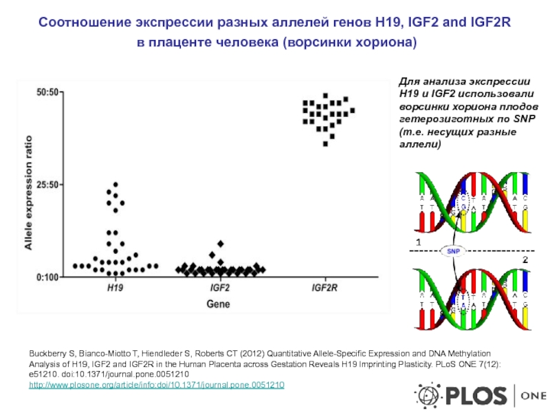 Ген х. Igf2r ген. Экспрессия аллелей это. Экспрессируется разные гены. Система генов h-2.