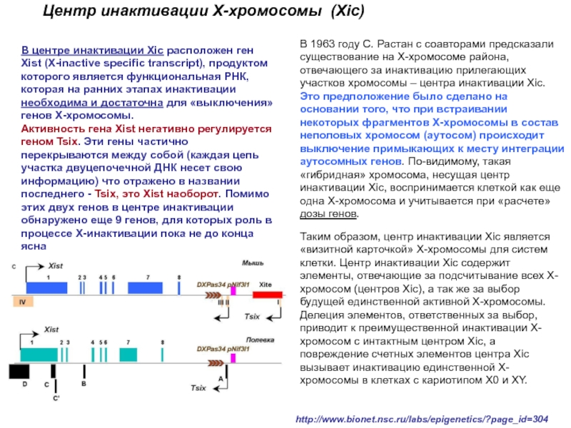 Центр хромосомы. Каковы молекулярные механизмы инактивации х-хромосомы. Механизм инактивации х хромосомы. Процесс инактивации х хромосомы. Инактивация хромосомы Xist.