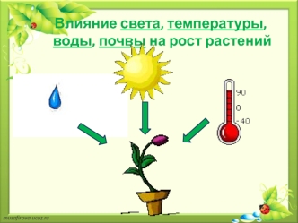 Влияние света, температуры, воды, почвы на рост растений