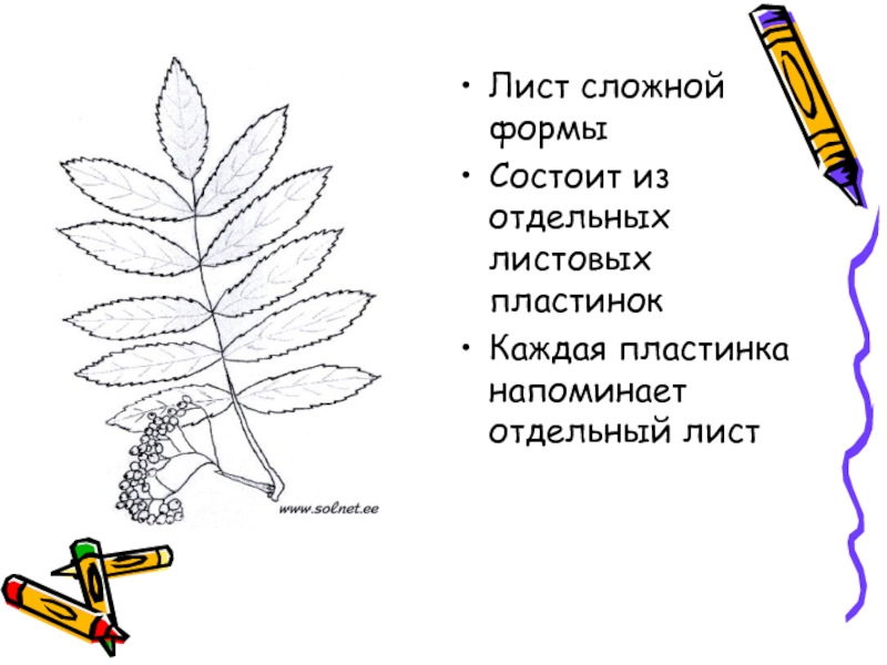 На рисунке изображены листовые пластинки двух типов простые а и сложные б соотнесите