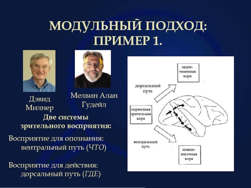 Вентральный и дорсальный. Модульный подход. Модульный подход в когнитивной науке. Модульный подход в психологии.