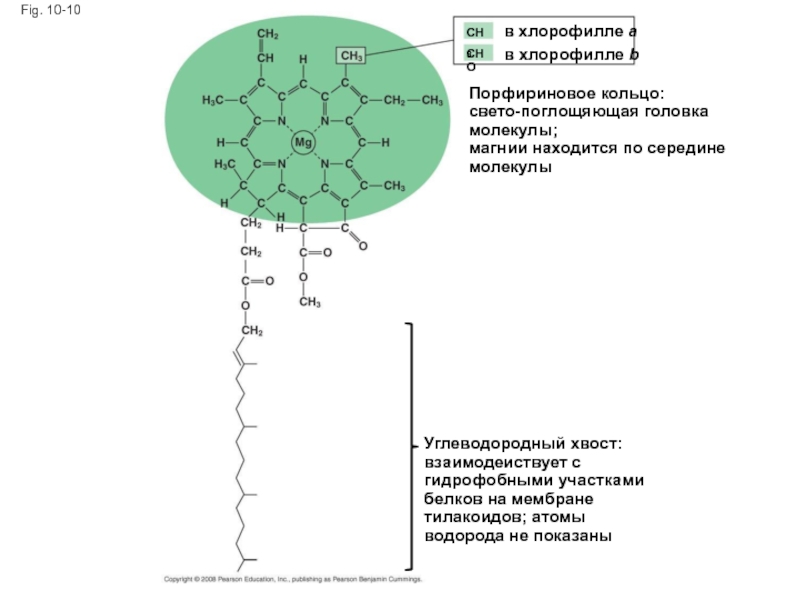Окисление хлорофилла. Порфириновое кольцо в молекуле хлорофилла. Структура молекулы хлорофилла. Магний в хлорофилле. Строение гемоглобина и хлорофилла.