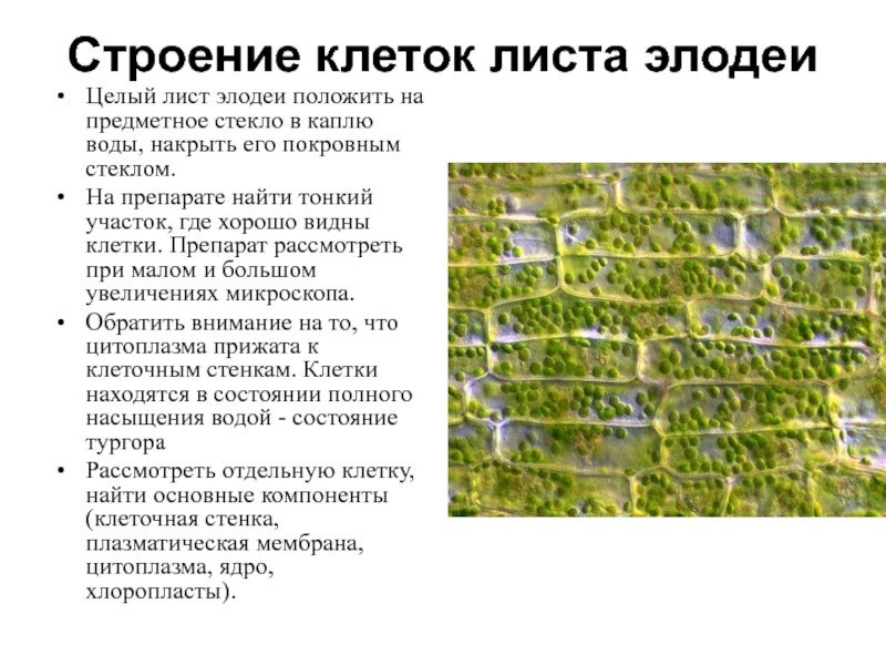 Почему важно накрыть препарат покровным стеклом именно так как показано на рисунке