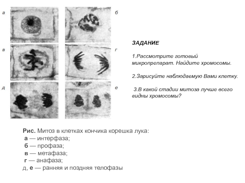 Рисунок митоз в клетках корешка лука