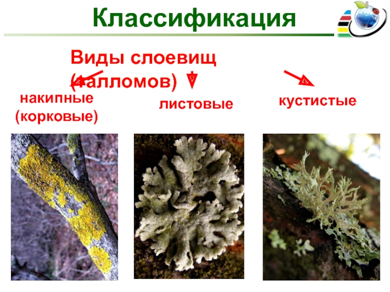 Рассмотрите рисунок какой признак лежит в основе классификации лишайников на указанные группы кратко