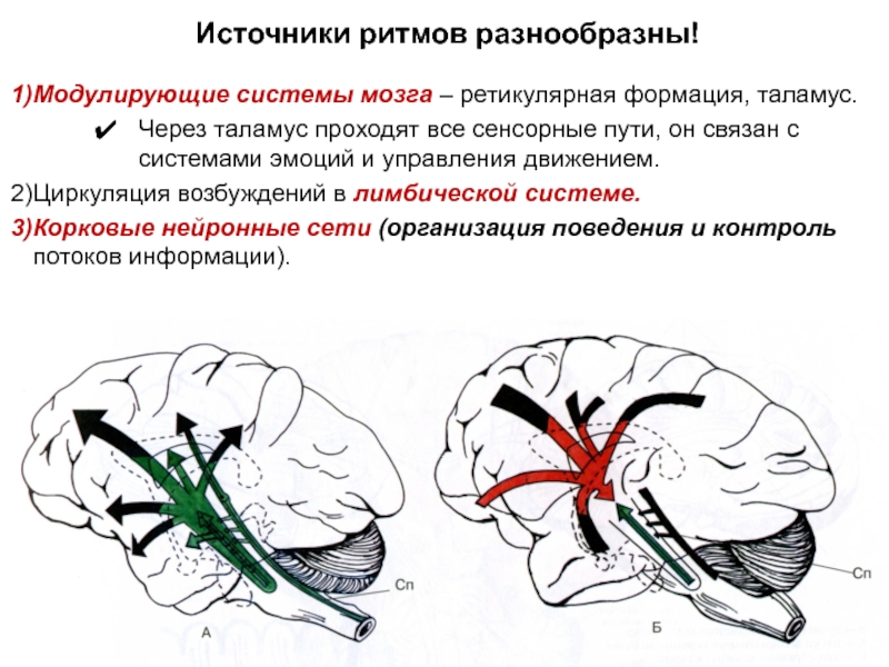 3 системы мозга