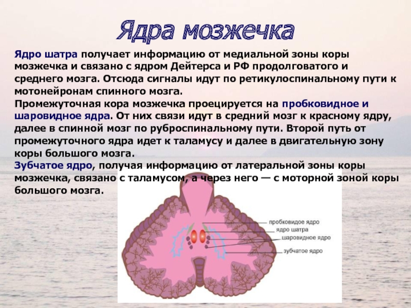 2 мозжечка. Пробковидное ядро мозжечка функции. Шаровидное ядро мозжечка. Структура ядер мозжечка физиология. Шаровидное ядро мозжечка функции.