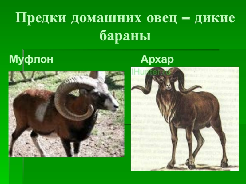 Чем отличаются домашние животные от диких. Порода овец муфлон. Муфлон предок овец. Предки домашних овец. Предок домашней овцы.