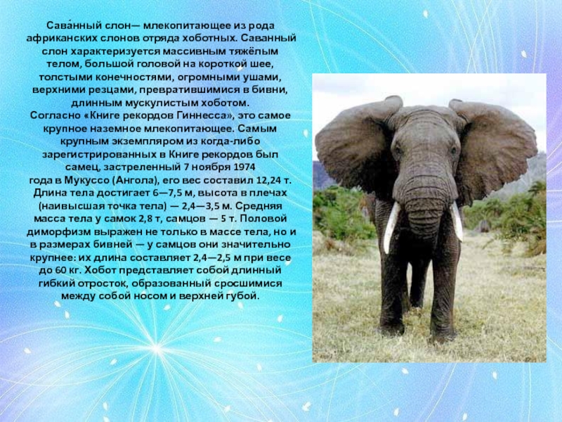 Информация про слона