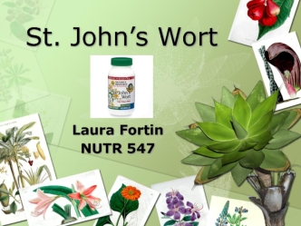 St. John’s Wort