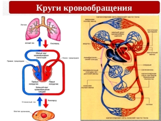 Круги кровообращения