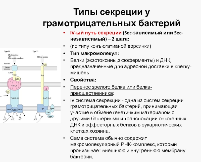 3 типа секреции