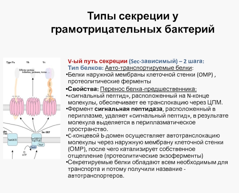 Синтез секреторных белков