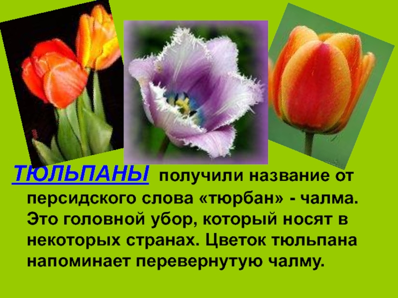 Факты о тюльпанах. Описание тюльпана. Сообщение о тюльпане. Тюльпаны для презентации. Доклад про тюльпан.