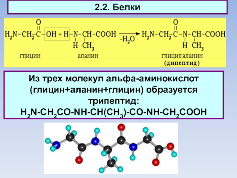 2.2. БелкиИз трех молекул aльфа-аминокислот (глицин+аланин+глицин) образуется трипептид: H2N-CH2CO-NH-CH(CH3)-CO-NH-CH2COOH