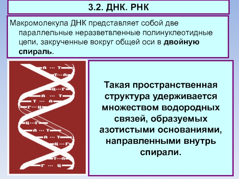 3.2. ДНК. РНКМакромолекула ДНК представляет собой две параллельные неразветвленные полинуклеотидные цепи,