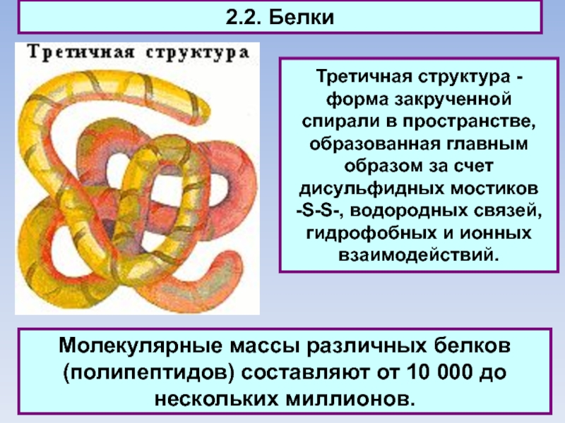2.2. БелкиТретичная структура - форма закрученной спирали в пространстве, образованная главным