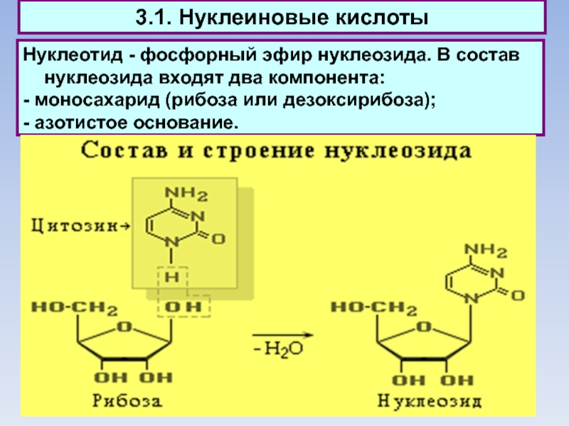 3.1. Нуклеиновые кислотыНуклеотид - фосфорный эфир нуклеозида. В состав нуклеозида входят