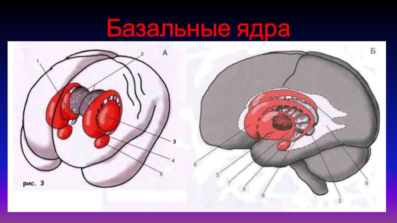 Базальные ядра презентация