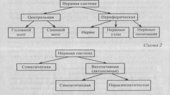 Нервная система