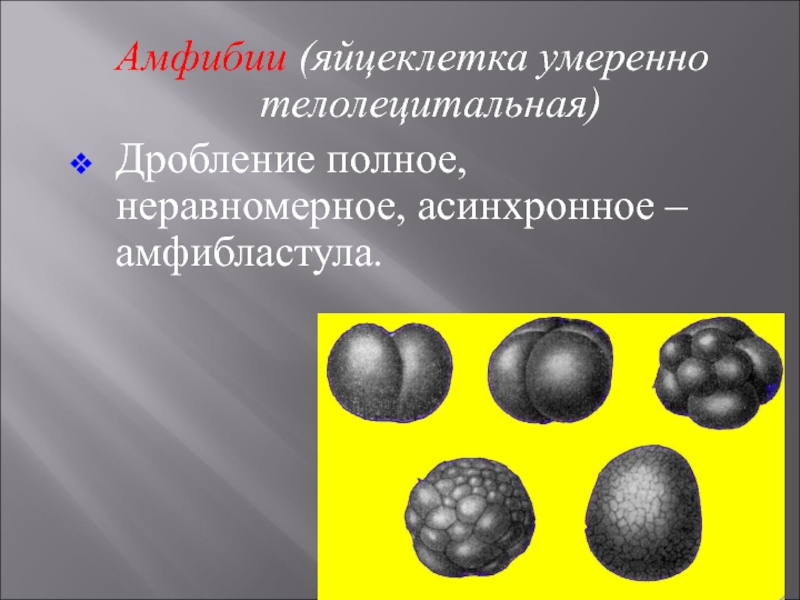 Полное дробление. Дробление яйцеклетки амфибий. Дробление яйцеклетки лягушки. Полное неравномерное дробление яйцеклетки лягушки. Дробление зиготы человека полное неравномерное асинхронное.