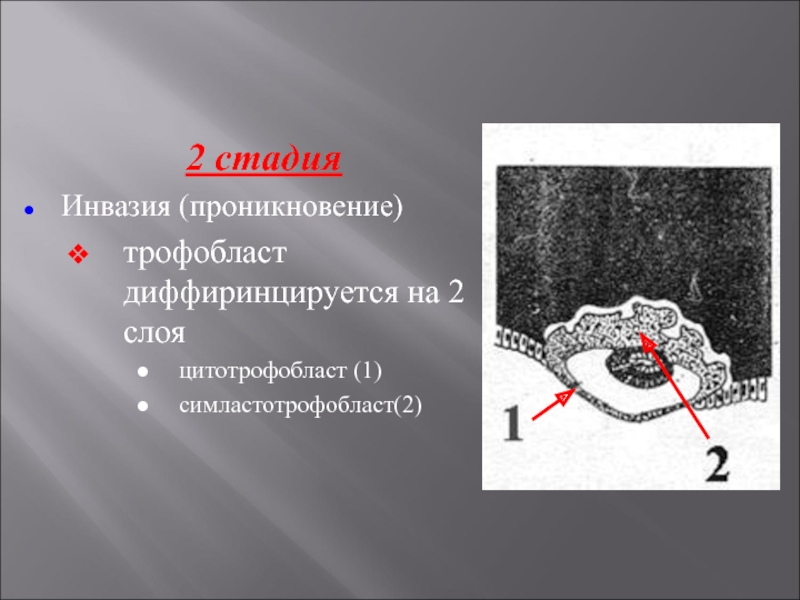 Трофобласт это. Эмбриология трофобласт. Этапы инвазии трофобласта. Инвазивный трофобласт.