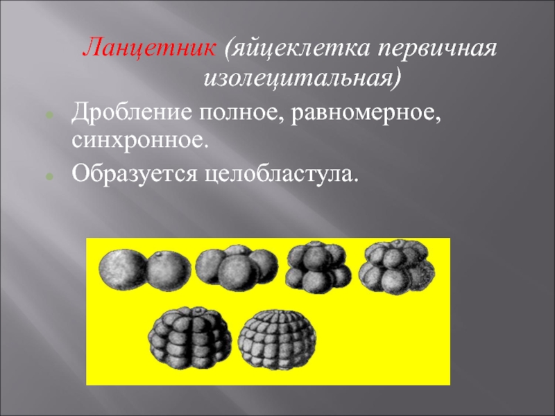 Первичное дробление. Дробление яйцеклетки ланцетника. Равномерное дробление ланцетника. Полное равномерное дробление. Типы дробления полное равномерное.