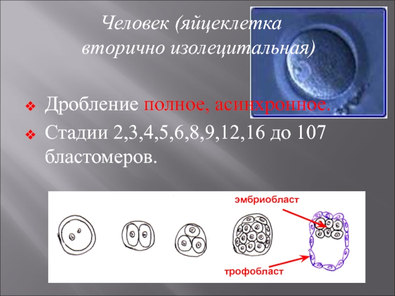 Изолецитальное дробление. Яйцеклетка человека изолецитальная. Вторично изолецитальная яйцеклетка. Дробление яйцеклетки человека. Изолецитальная яйцеклетка дробление.