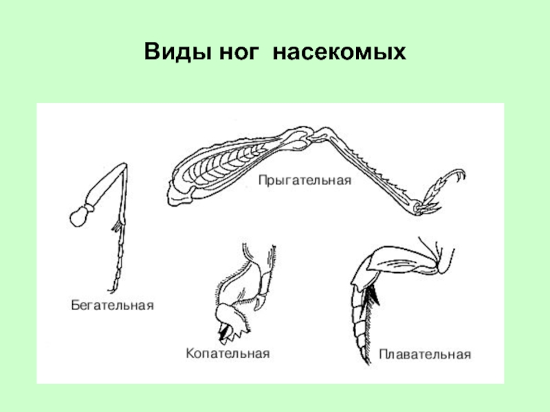 Продолжи ряд изображений весы слон бочка индюк карандаш кузнечик ответ