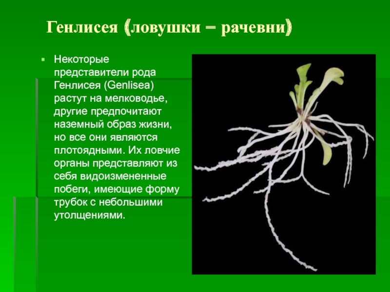 Некоторые представители. Генлисея растение хищник. Ловушки-рачевни генлисея. Насекомоядные растения генлисея. Растения хищники ловушки-рачевни.