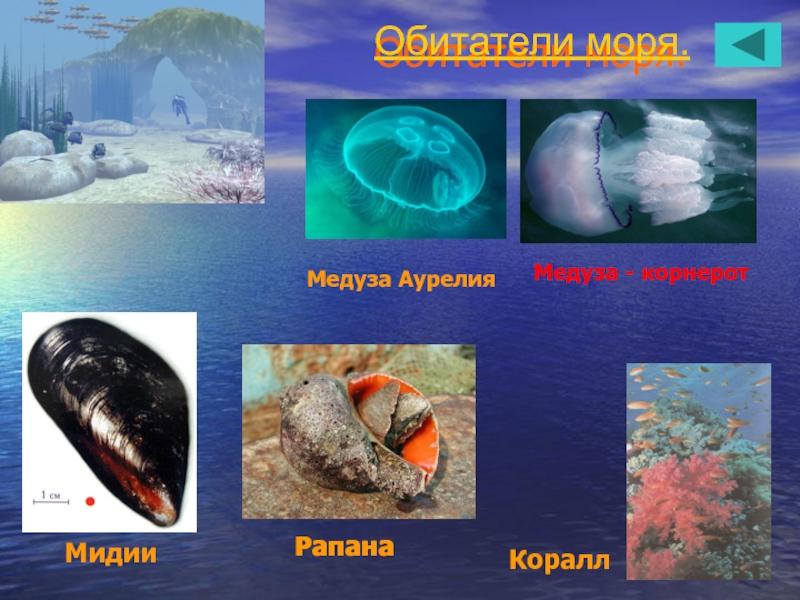 Море презентация для детей