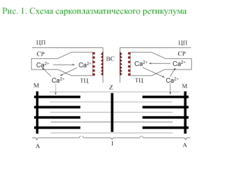 Саркоплазматический ретикулум. Работа Са-АТФазы