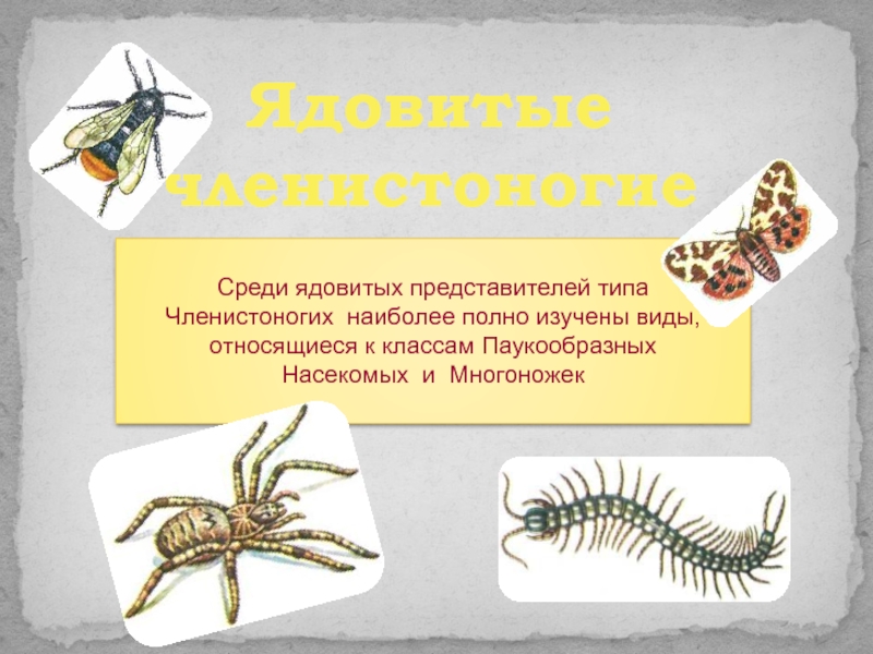 Ядовитая членистоногая