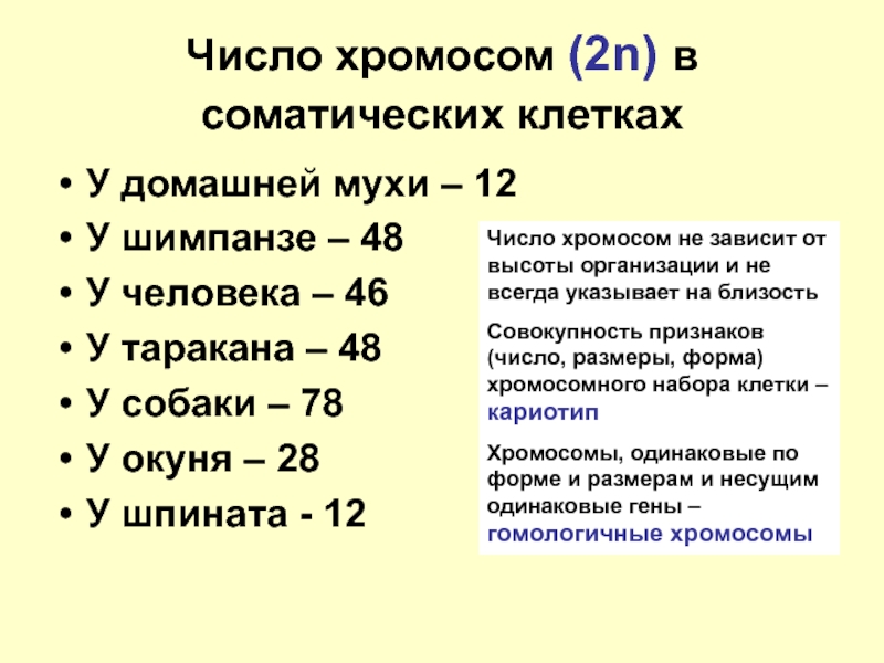 46 хромосом в соматических клетках